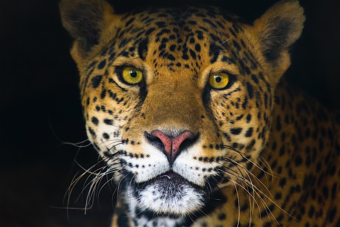 Jaguar NegroJAGUARES - Jaguar Negro